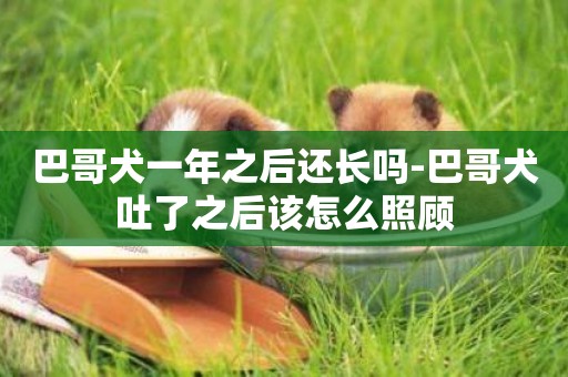 巴哥犬一年之后还长吗-巴哥犬吐了之后该怎么照顾